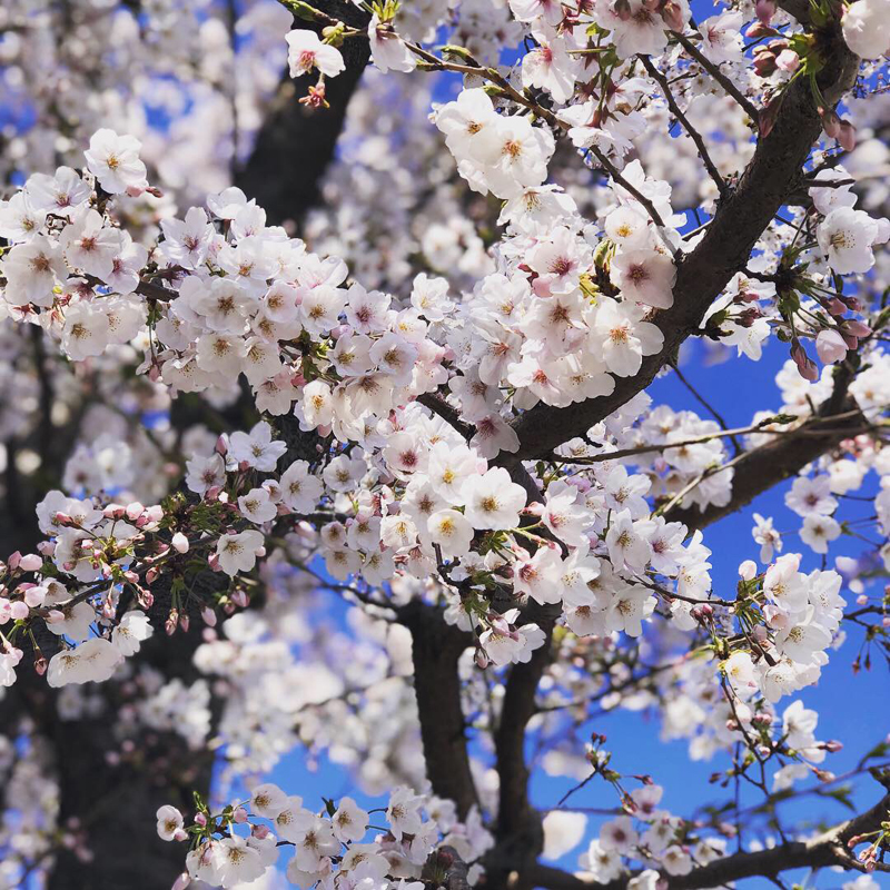 ‘Sakura for Sure’