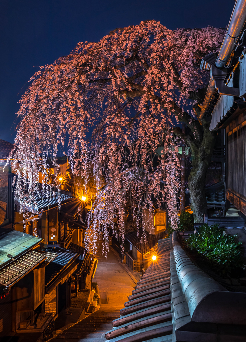 ‘Cherry blossom night in Kyoto’