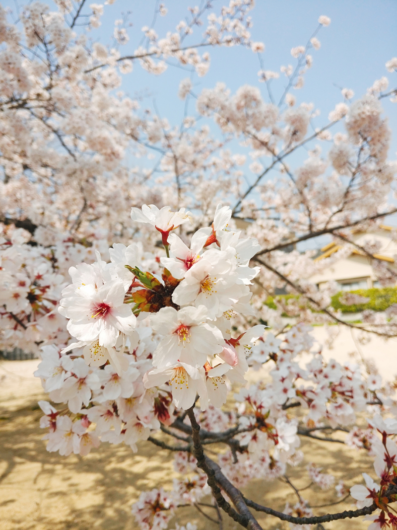 ‘Full bloom Sakura’