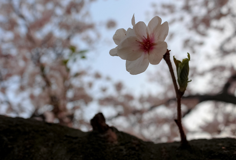 ‘Spring Blossoms’