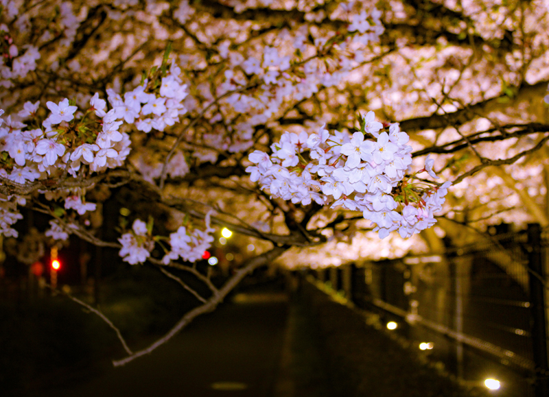‘Even at Night She blooms beautifully (Sakura at Koga Station)’