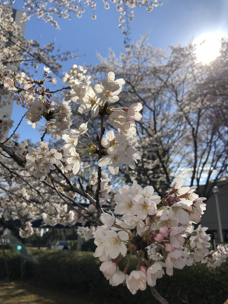 ‘Sakura tochigi prefecture’