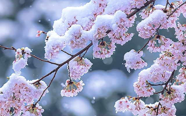 Sakura and Sport: The Enchanting Tale of the Japan Cherry Blossom