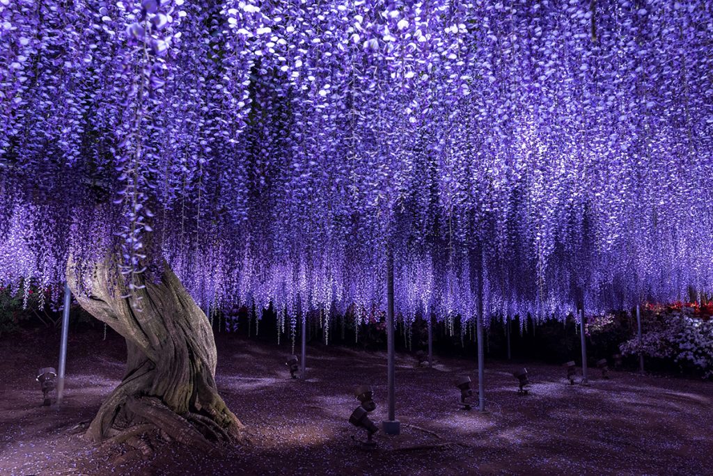 Hidden Wonders Of Japan Find The Colors Of Kimetsu No Yaiba In A Garden Of Illuminated Flowers Japan Forward