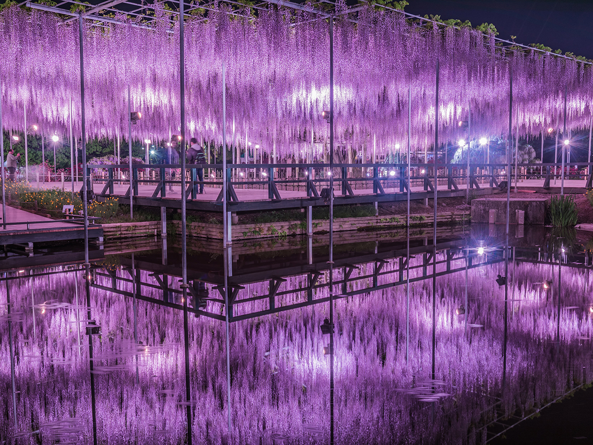 Experience The Breathtaking Beauty of Hanging Wisterias at Ashikaga