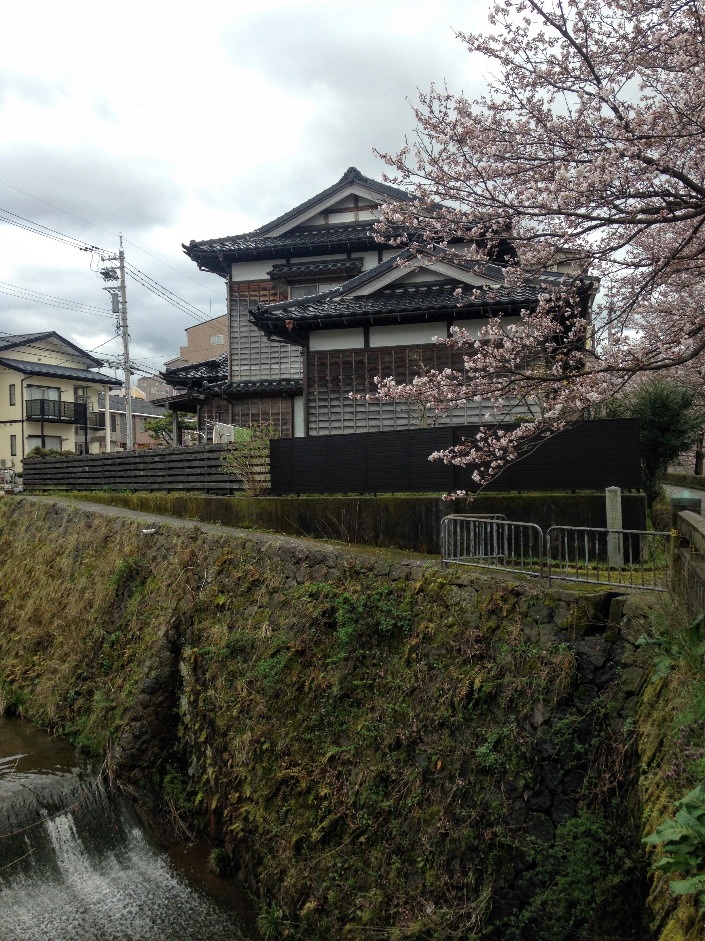 Kanazawa Hanami Cherry Blossom Guide