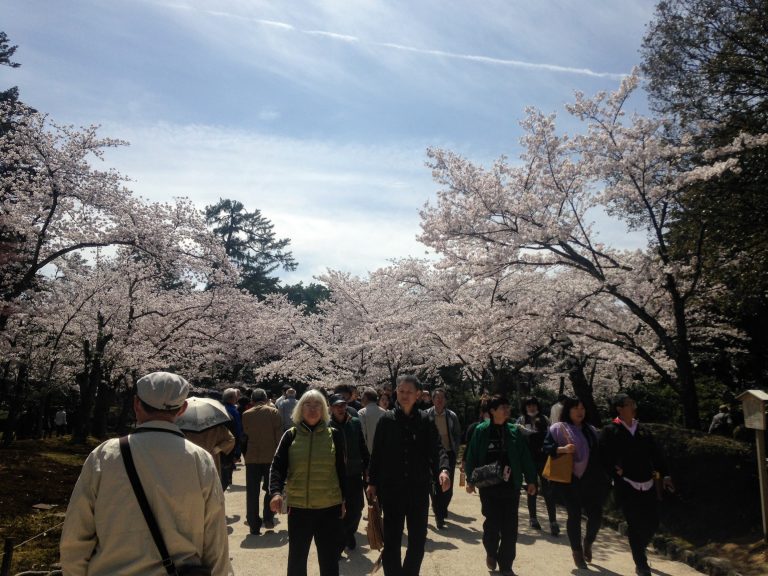 Kanazawa Hanami Cherry Blossom Guide