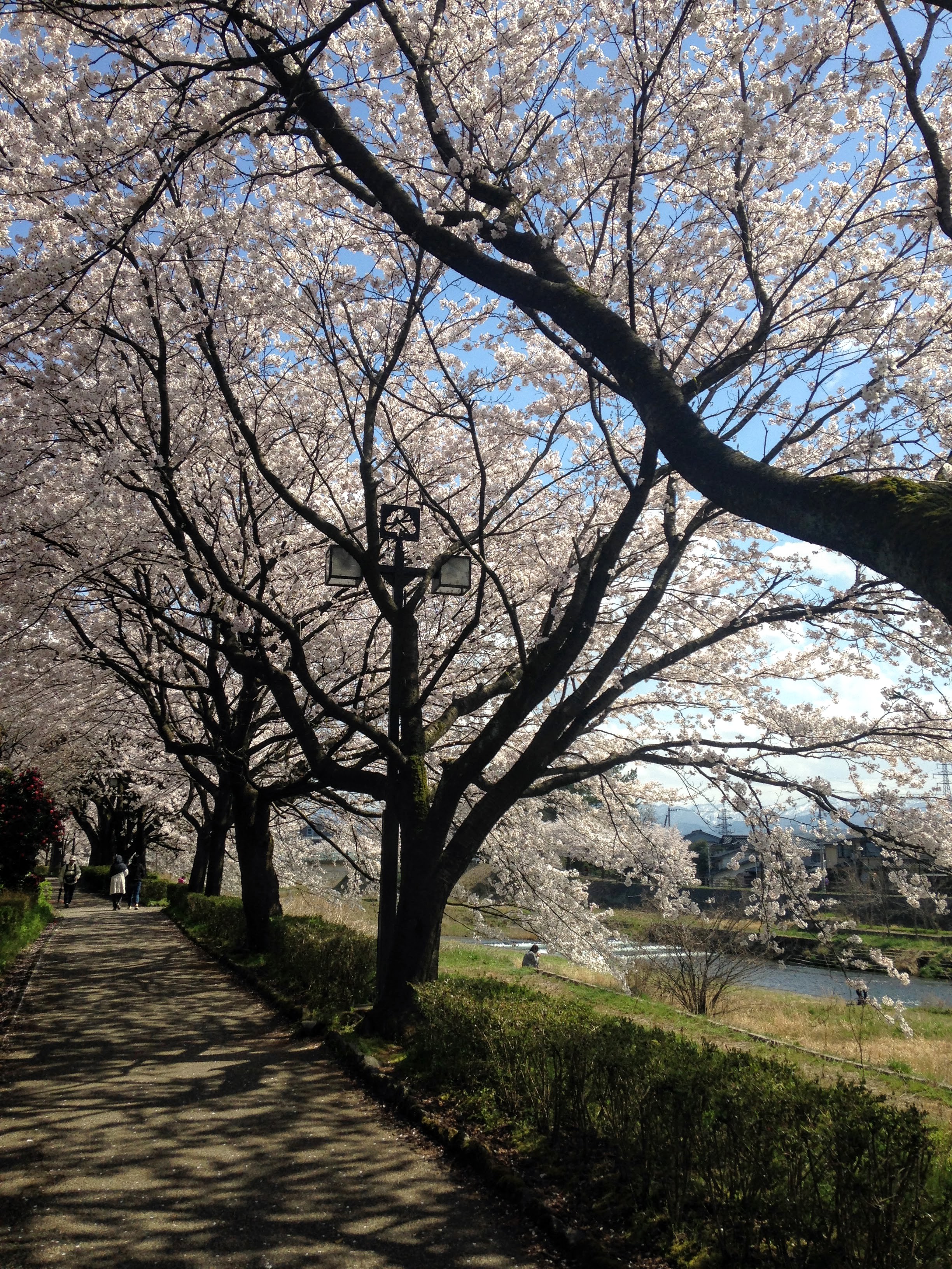 Kanazawa Hanami Cherry Blossom Guide
