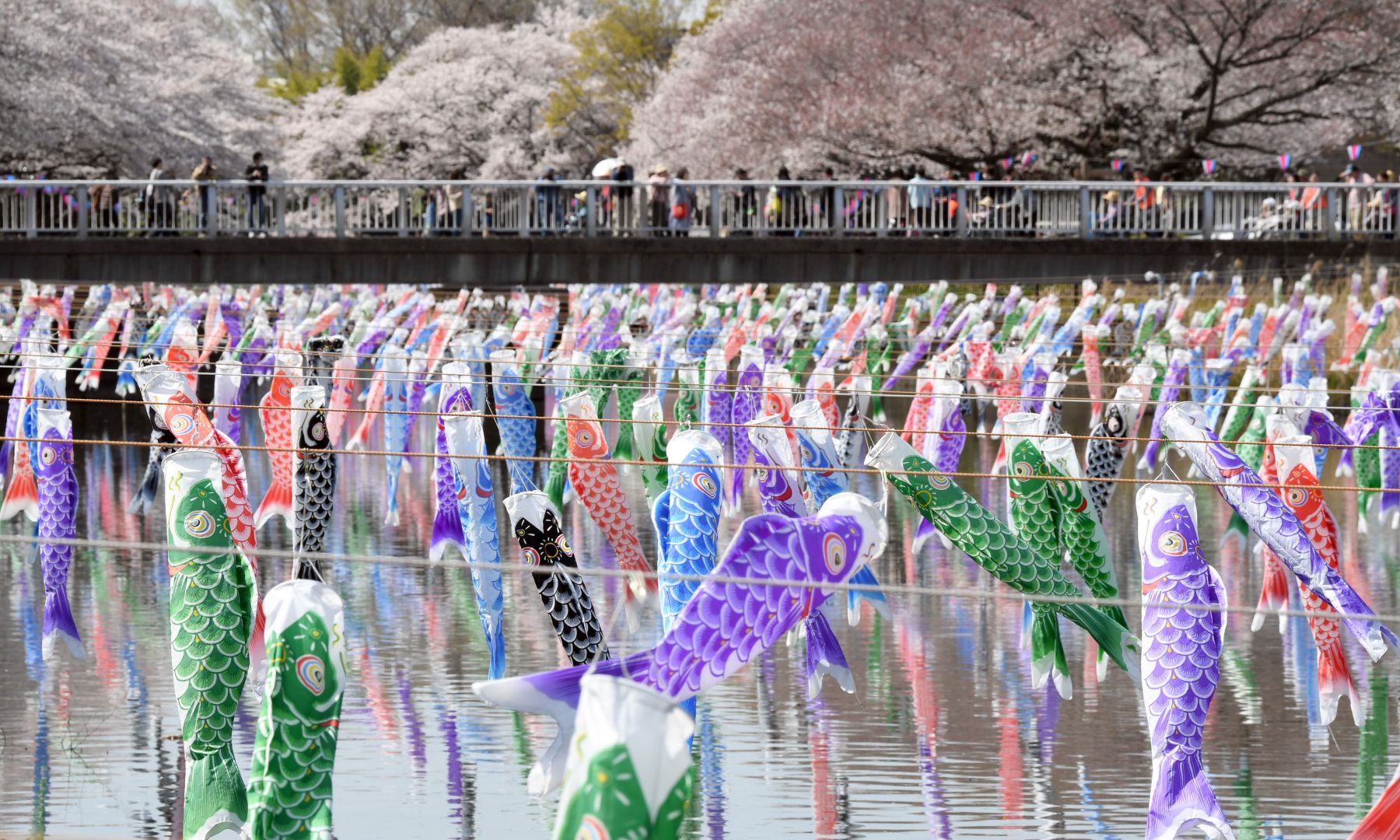 Fischfahnen zum japanischen Kindertag