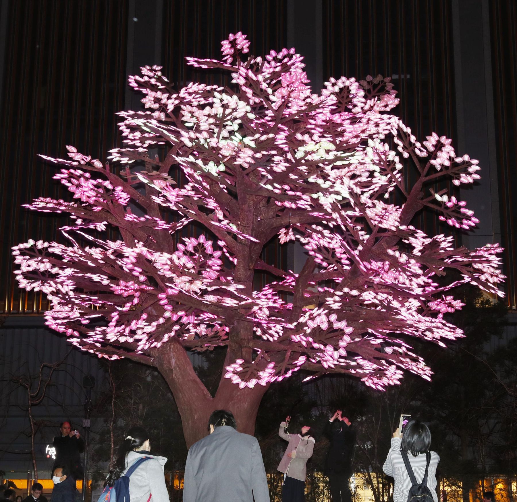 Japan Sakura Cherry Blossom 2019 001