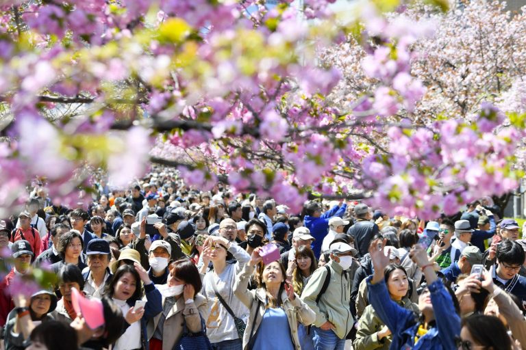 Japan Sakura Cherry Blossom 2019 002