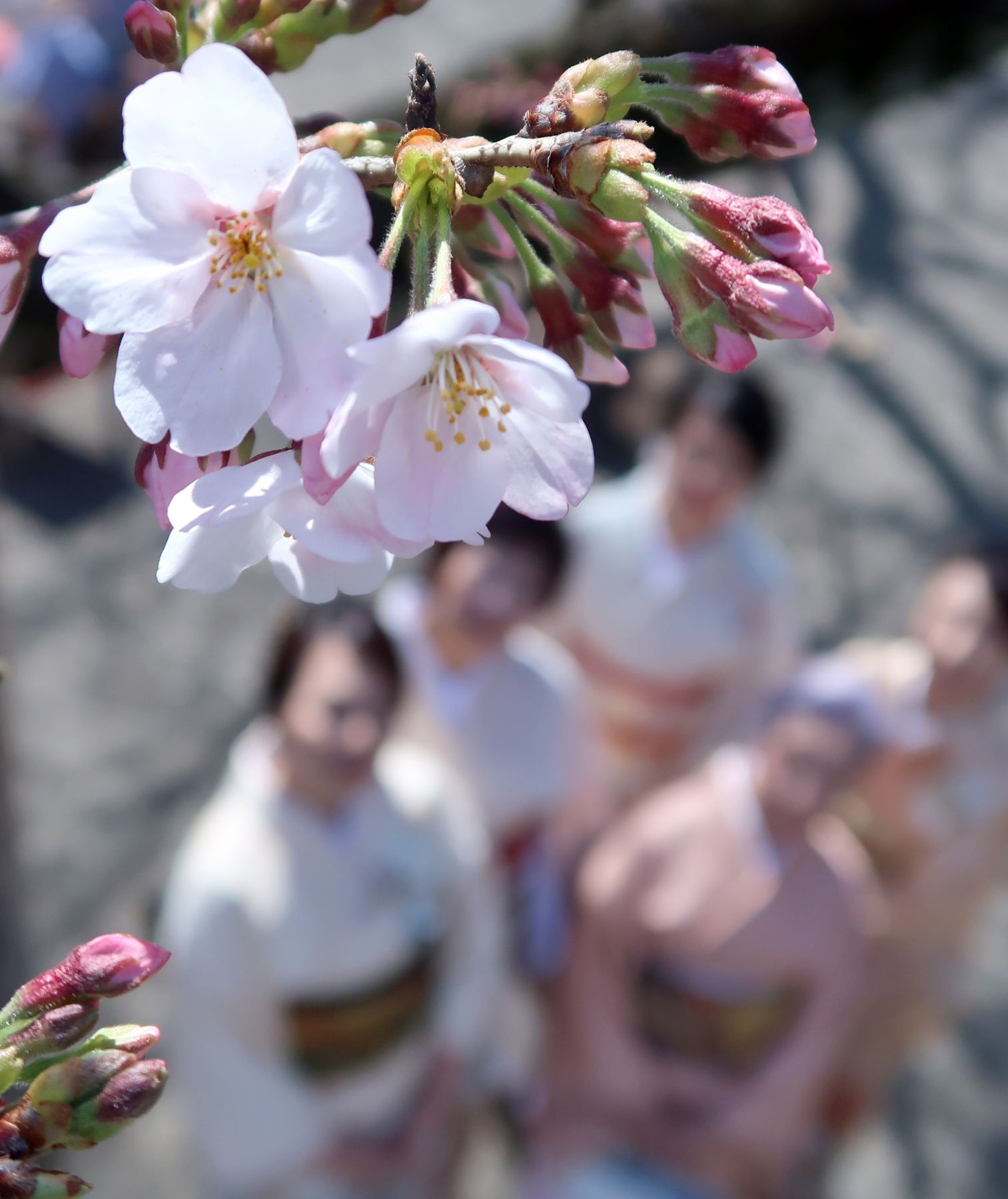 Japan Sakura Cherry Blossom 2019 006