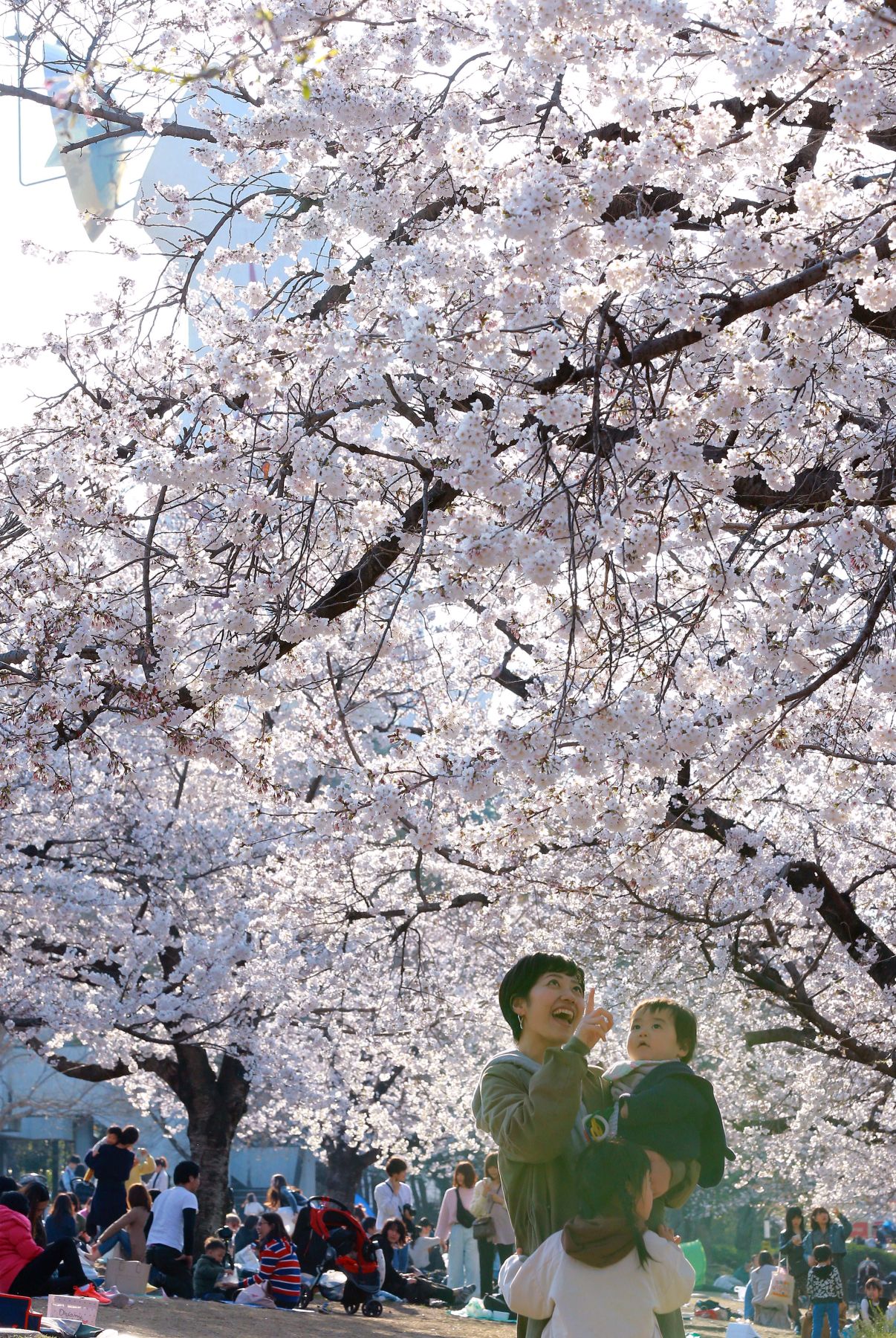 Japan Sakura Cherry Blossom 2019