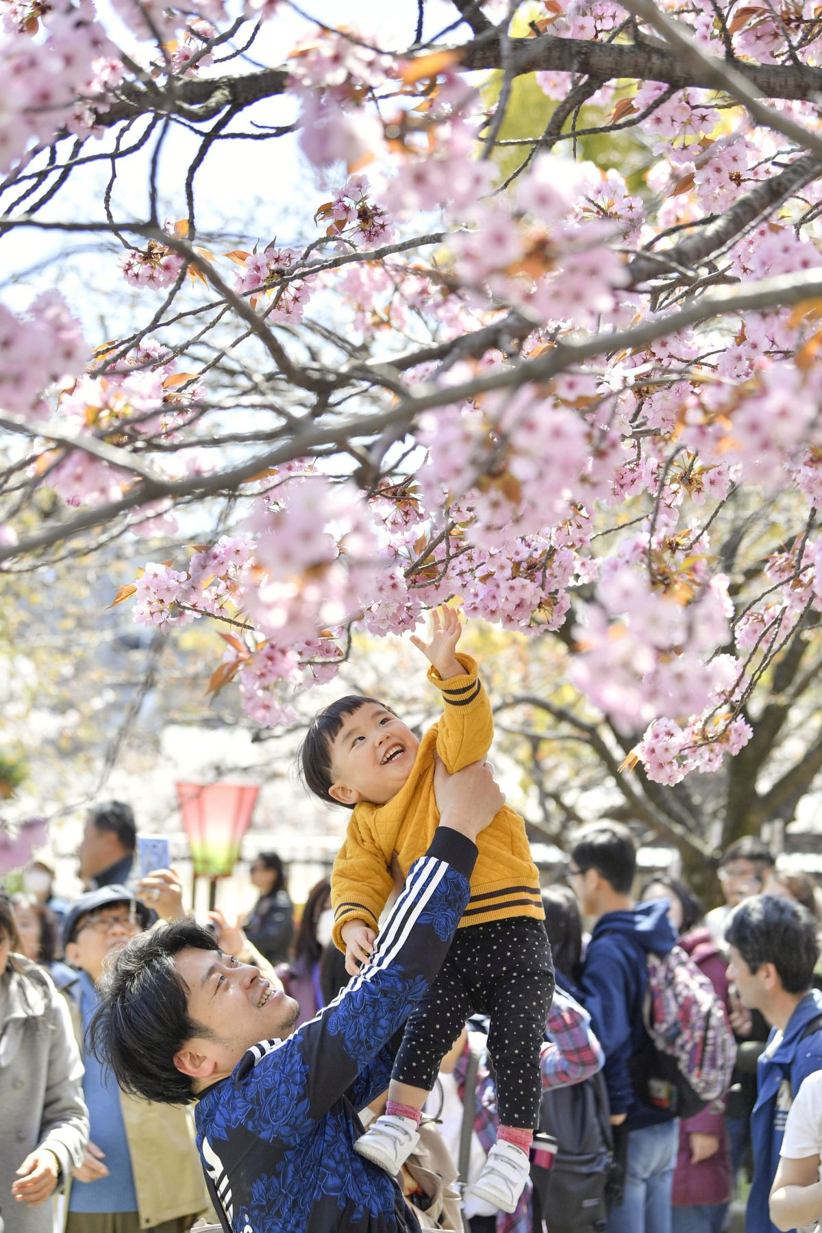 Japan Sakura Cherry Blossom 2019 010