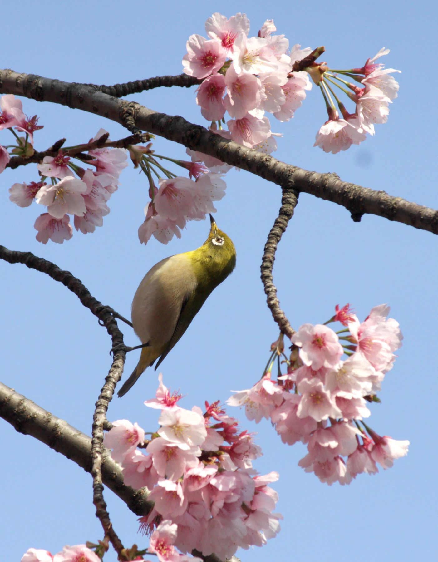 Japan Sakura Cherry Blossom 2019 | JAPAN Forward