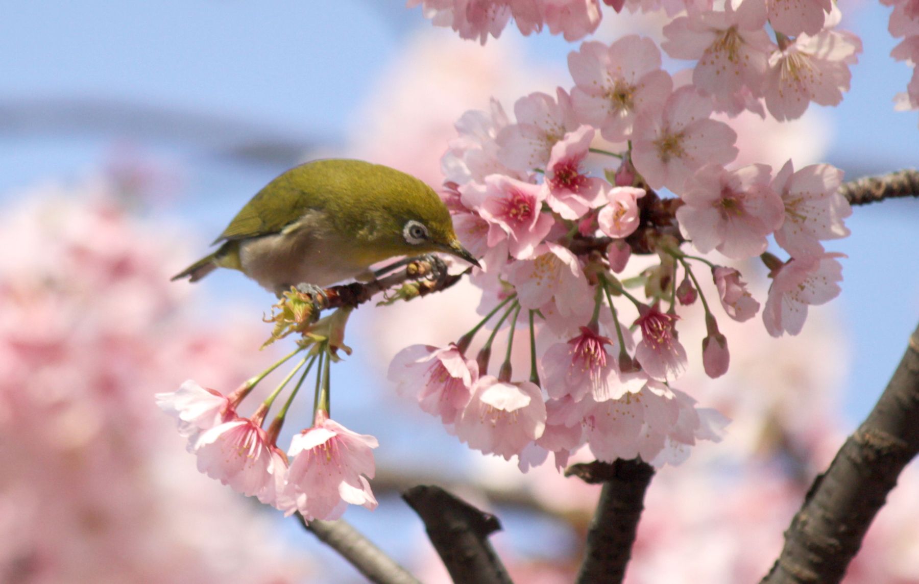 Japan Sakura Cherry Blossom 2019 | JAPAN Forward