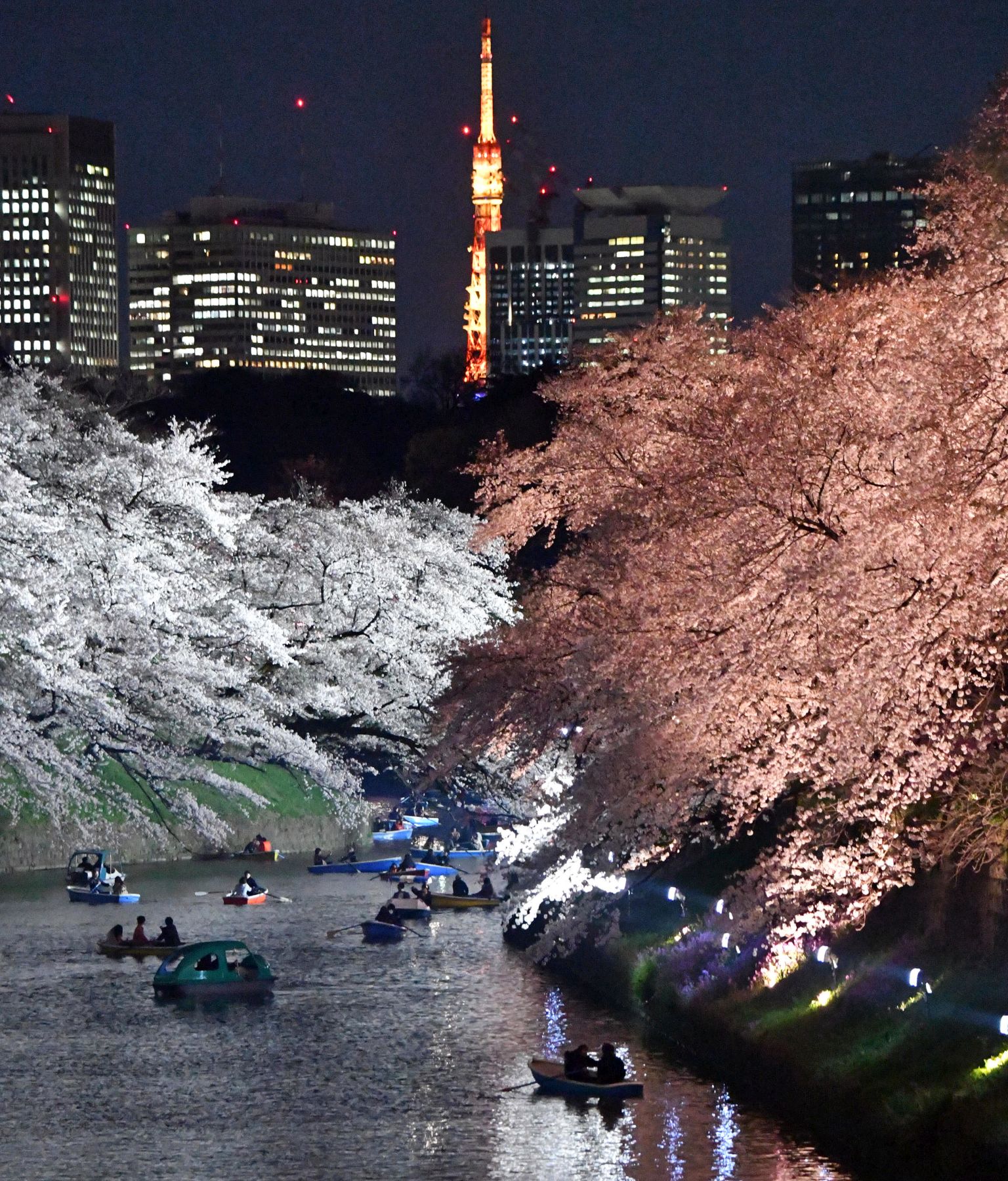 Japan Sakura Cherry Blossom 2019