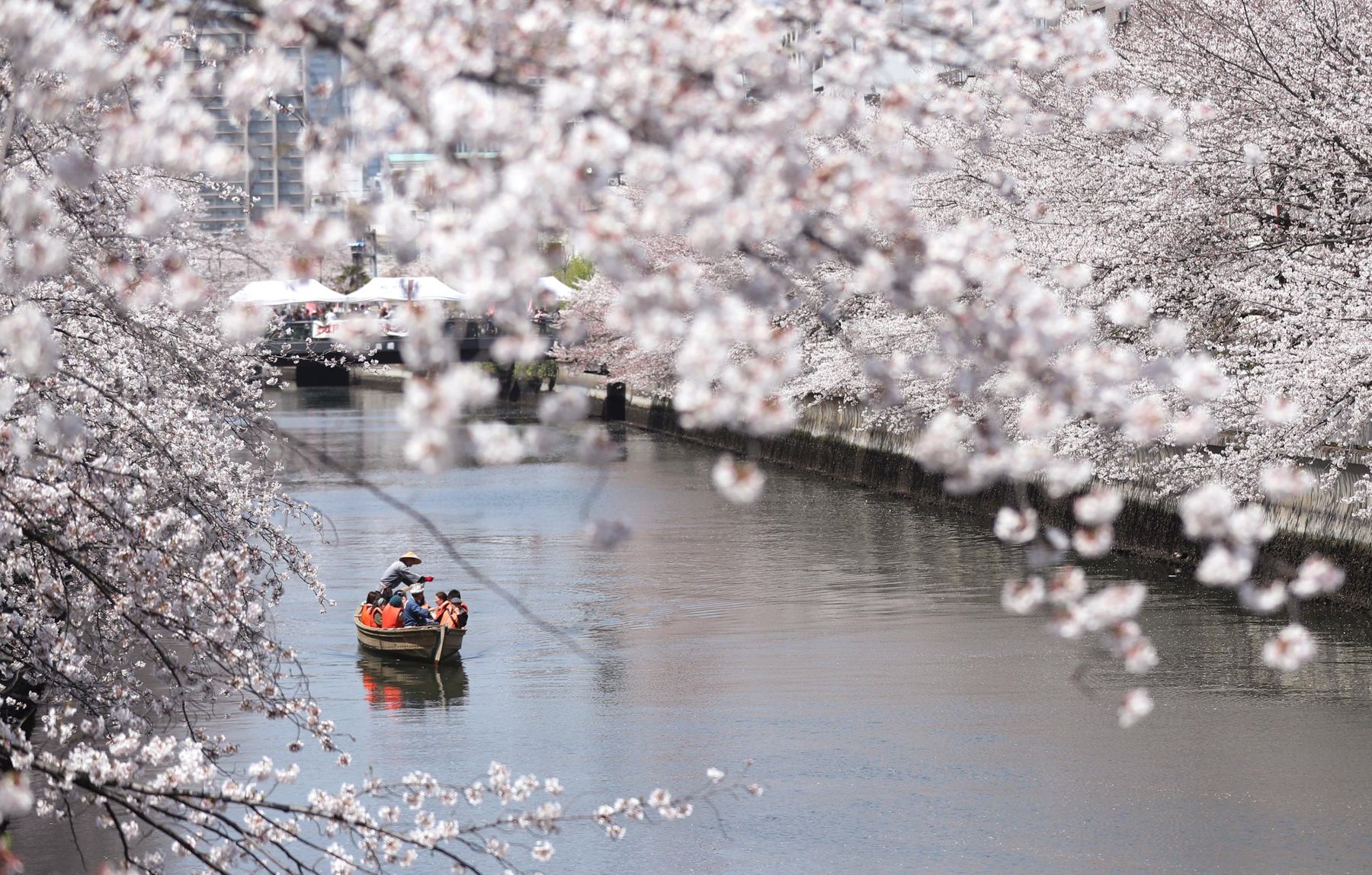 Cherry Blossom Season is Here!