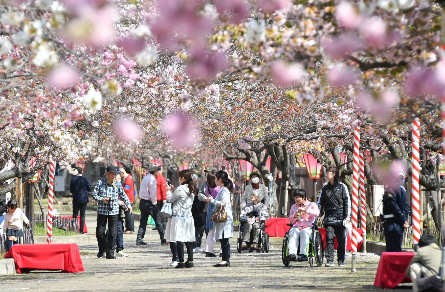 Japan Sakura Cherry Blossom 2019