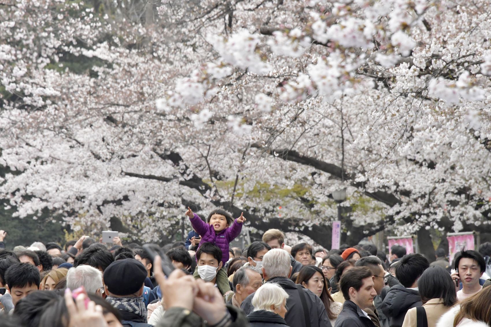 Japan Spring Sakura Cherry Blossom 2019 001 | JAPAN Forward