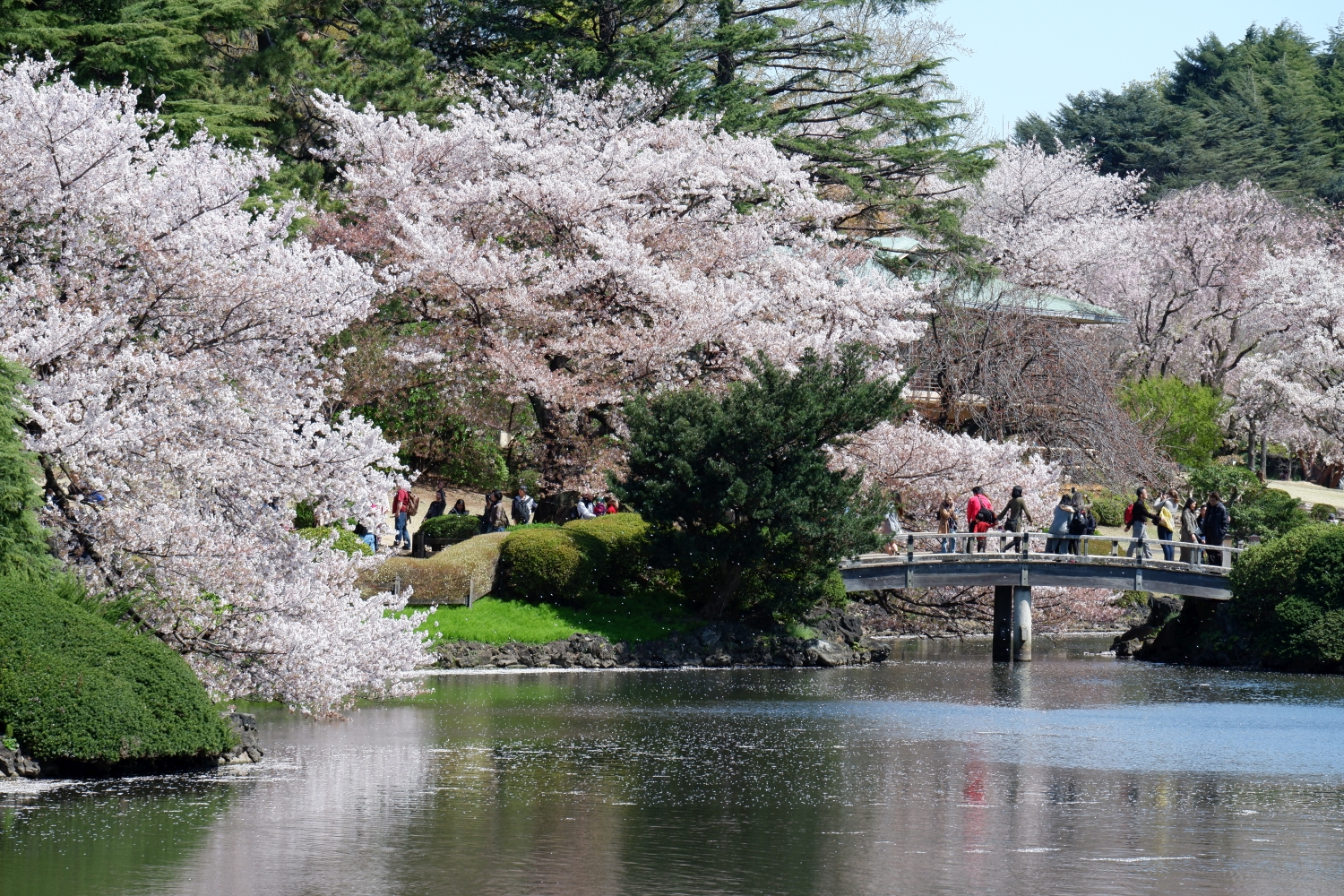 Enjoy Late Cherry Blossoms at Tokyo's Beautiful Shinjuku Gyoen JAPAN