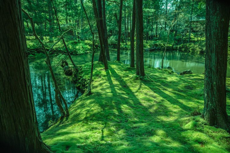 Visiting Koke-Dera, Kyoto’s Moss Temple