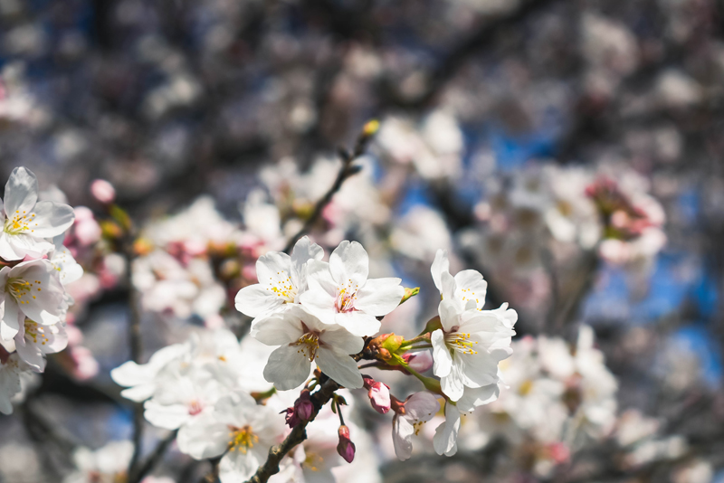 Japanese cherry blossom: 12 unusual things you should know