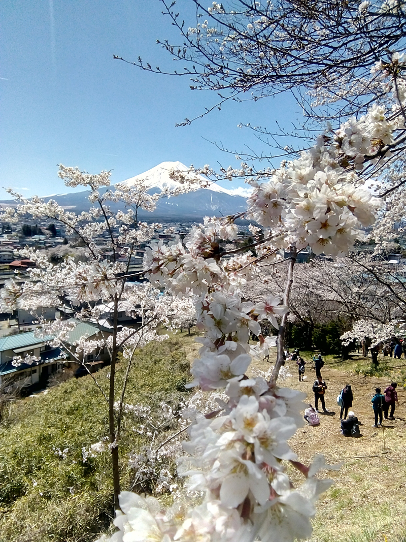 ‘Sakura and Mt. Fuji’
