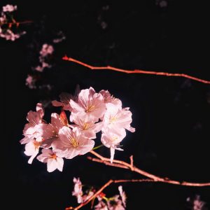 2019 April 16 – 22 – Sakura Photos by JAPAN Forward Readers 