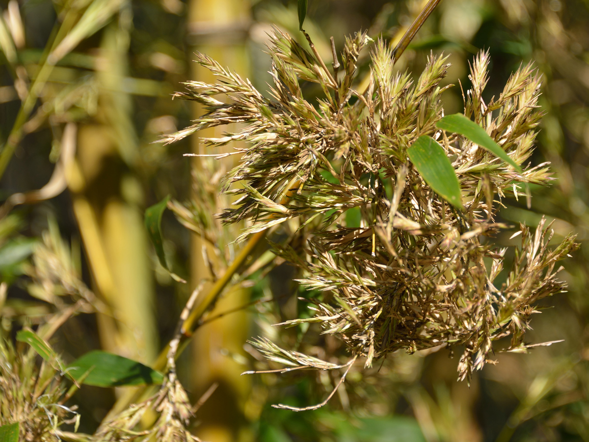  Once In A Hundred Year Sightings of Bamboo  Blossoms 