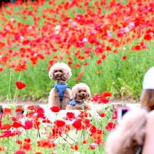 Japan and Happiness in Pictures