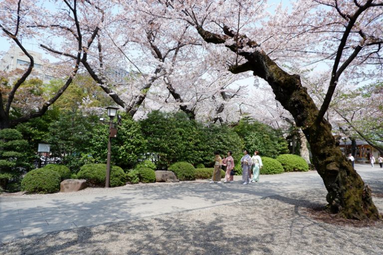 Steaming-Through-the-Cherry-Blossoms-at-Yasukuni-11