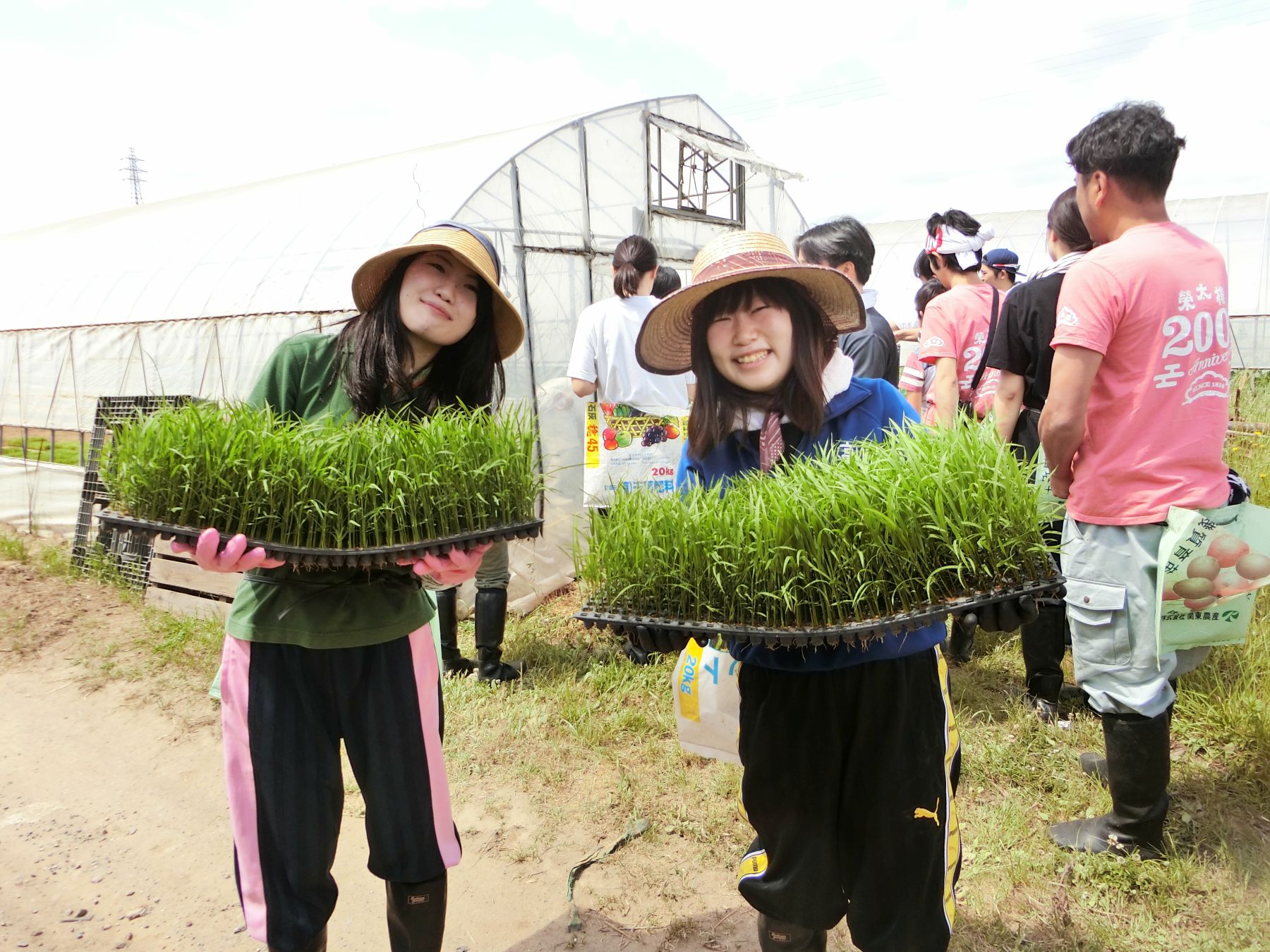 The Land of Abundant Harvest- Japan and Rice 001