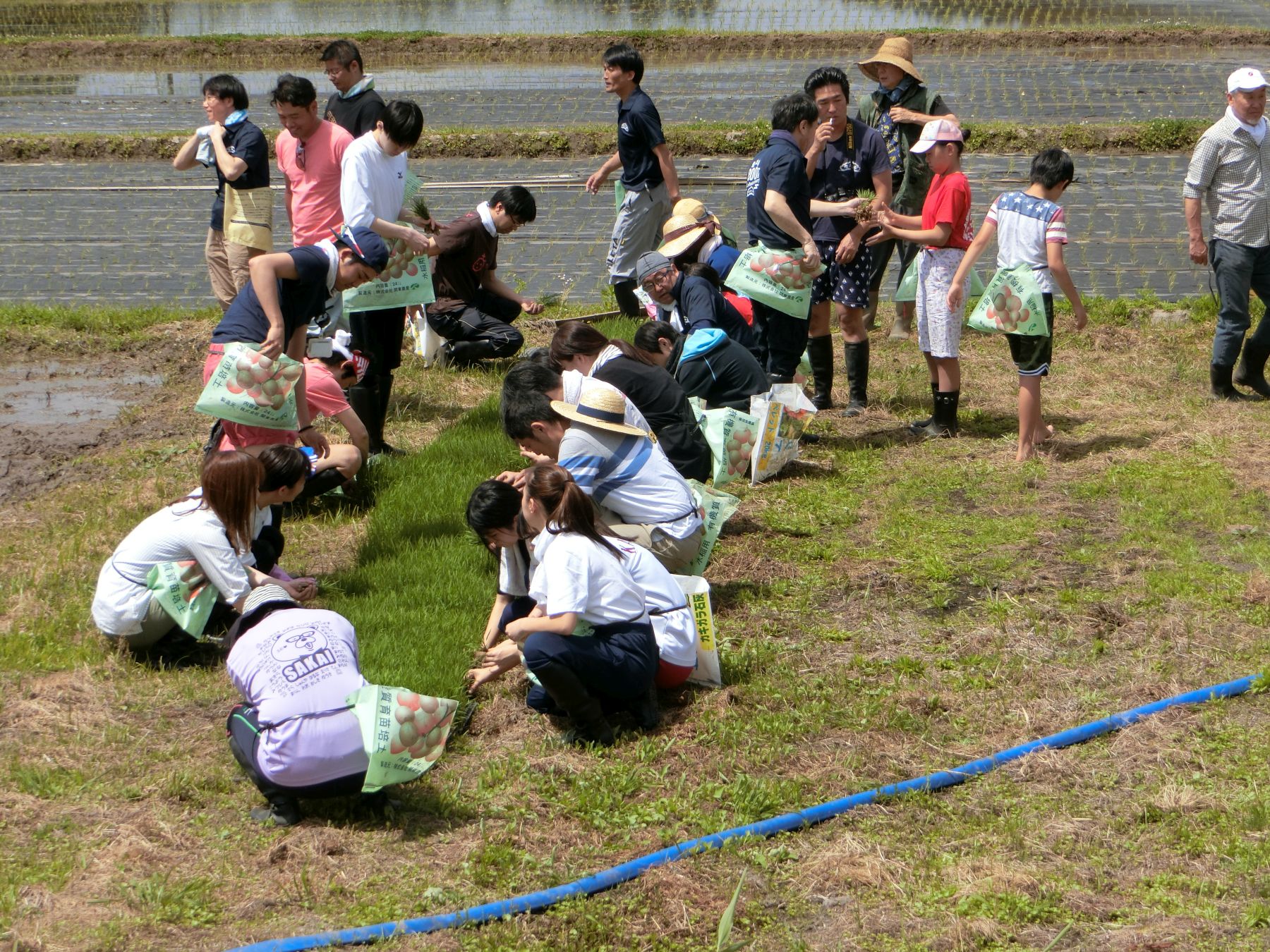 The Land of Abundant Harvest- Japan and Rice 002
