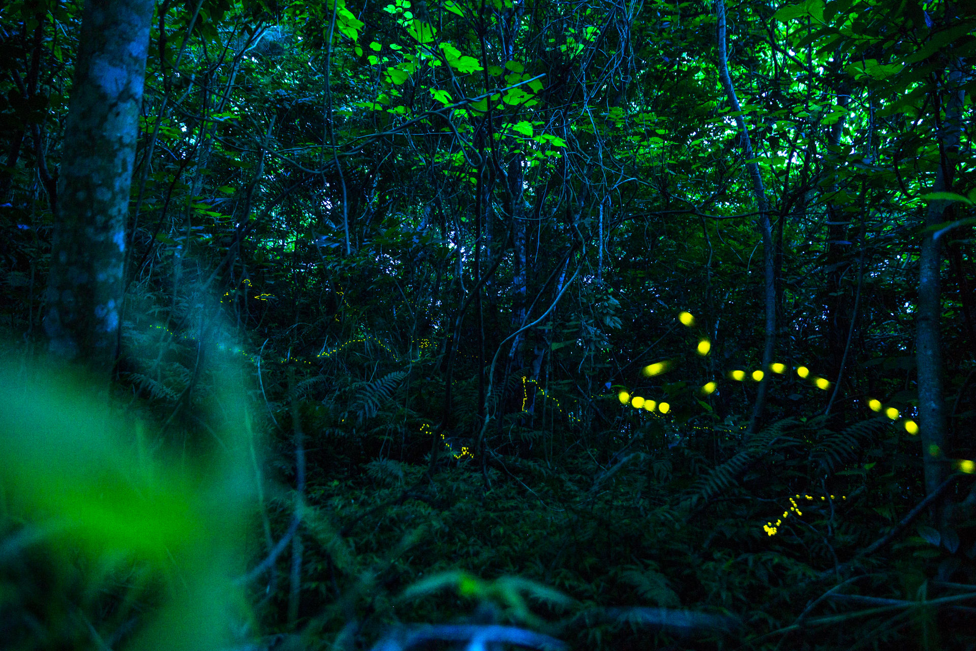 watch-the-forest-fireflies-of-ishigaki-declare-their-summer-love-03