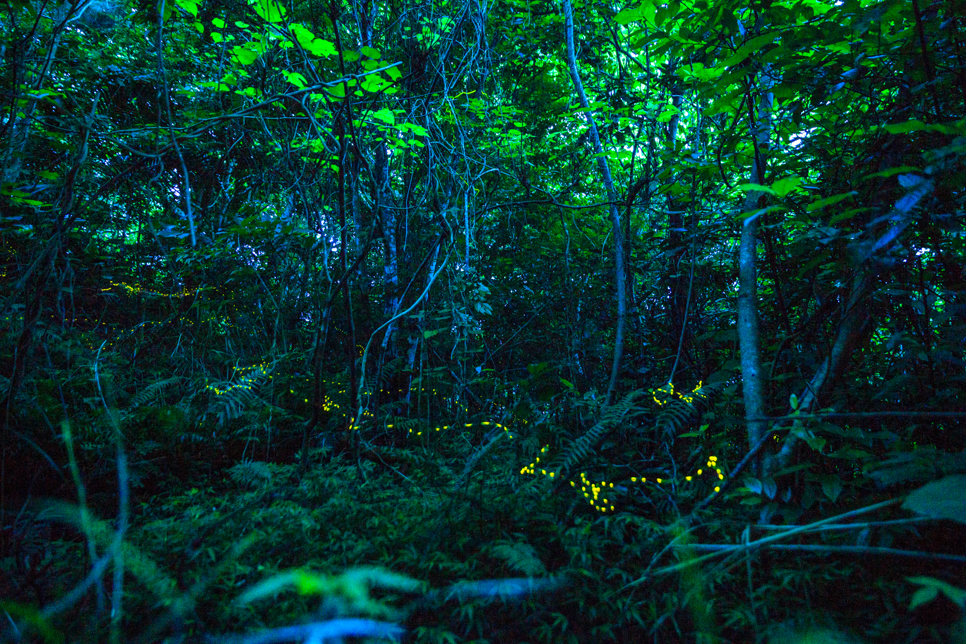 watch-the-forest-fireflies-of-ishigaki-declare-their-summer-love-04