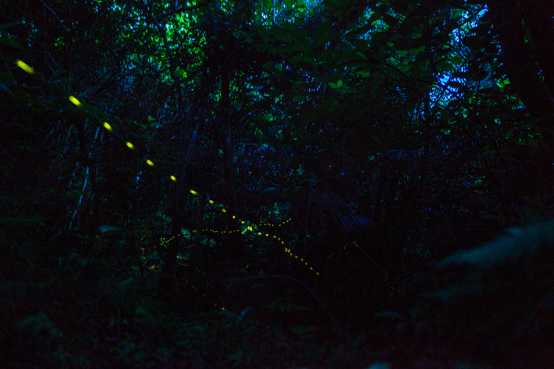 watch-the-forest-fireflies-of-ishigaki-declare-their-summer-love-05