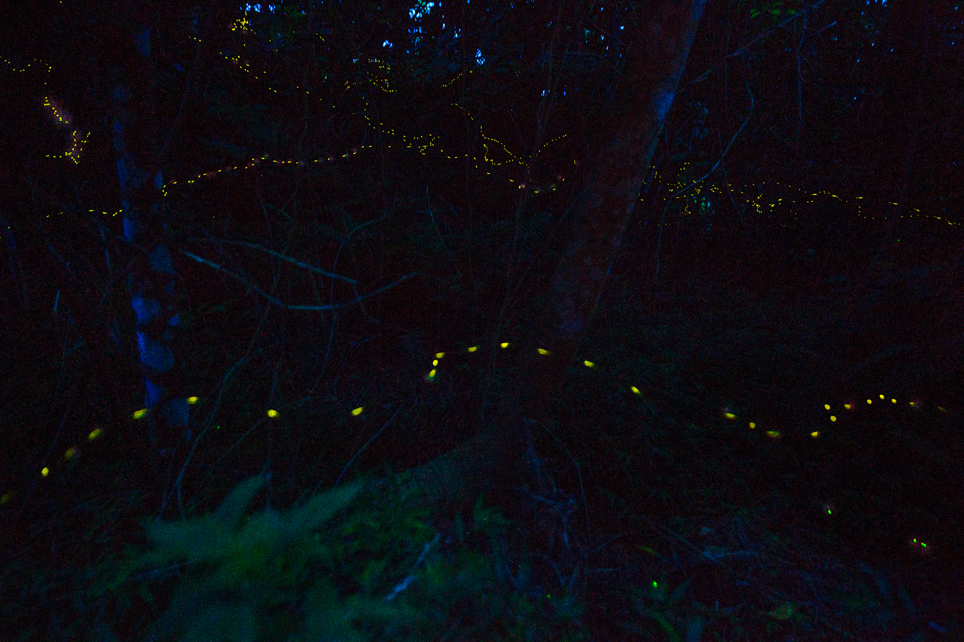 watch-the-forest-fireflies-of-ishigaki-declare-their-summer-love-06