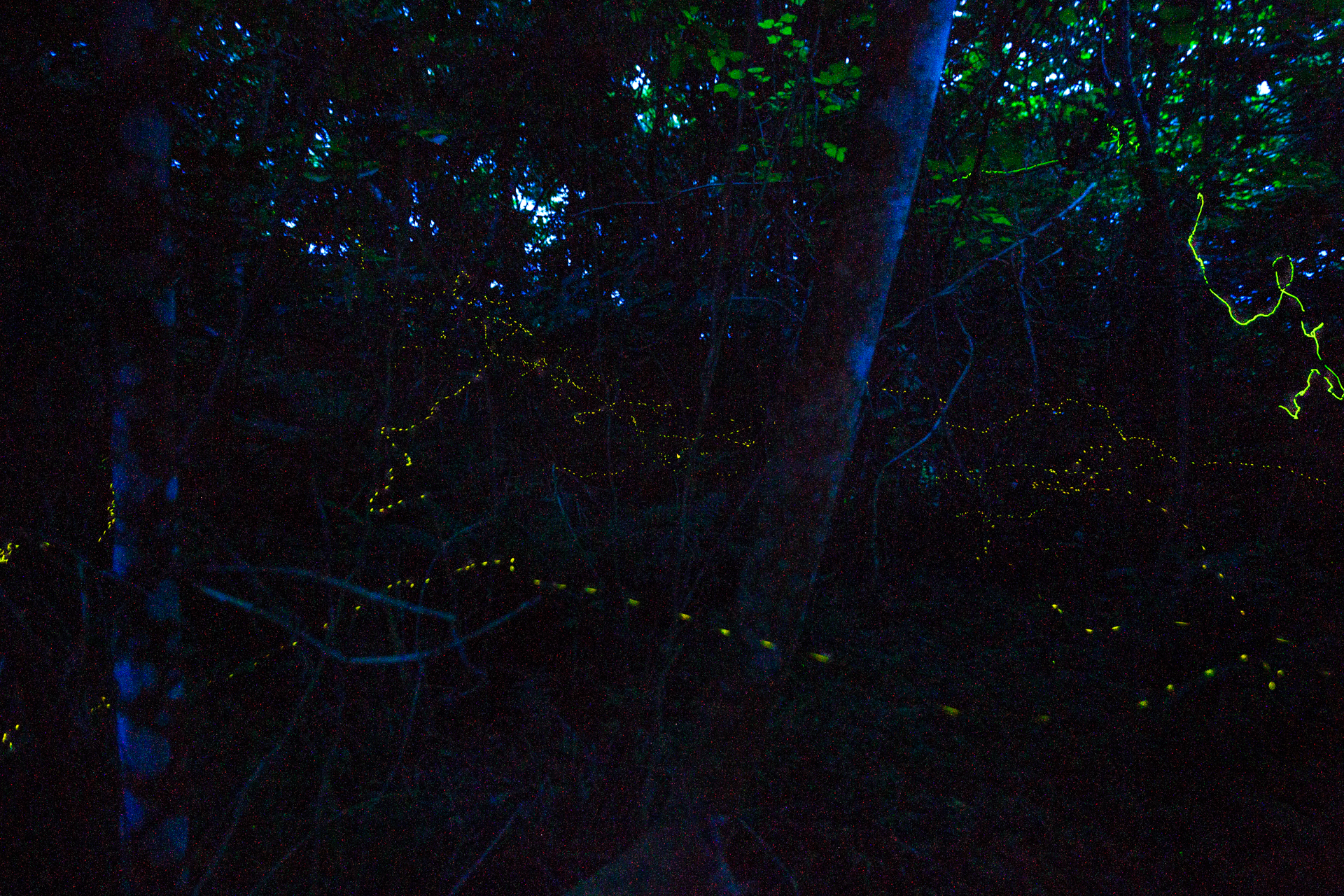 watch-the-forest-fireflies-of-ishigaki-declare-their-summer-love-08