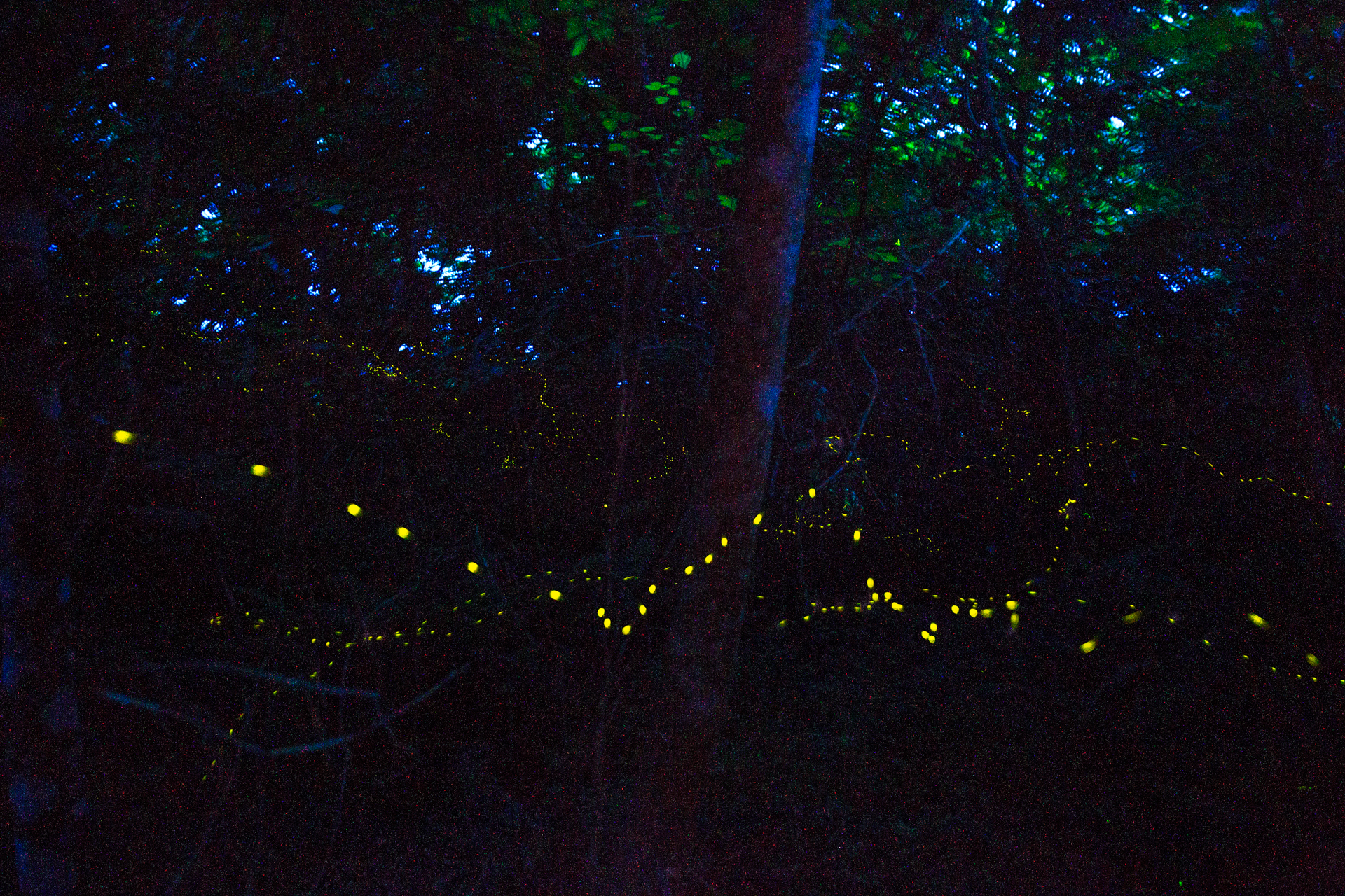 watch-the-forest-fireflies-of-ishigaki-declare-their-summer-love-09