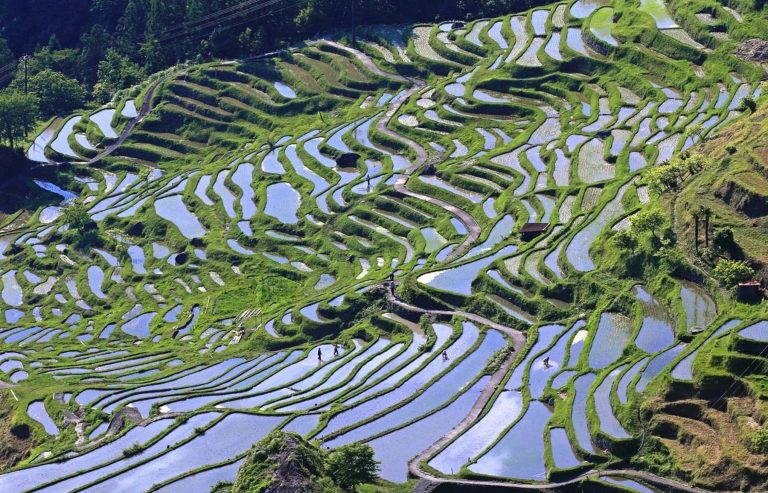 Beautiful Japan Kumano Thousands of Rice Paddy 008