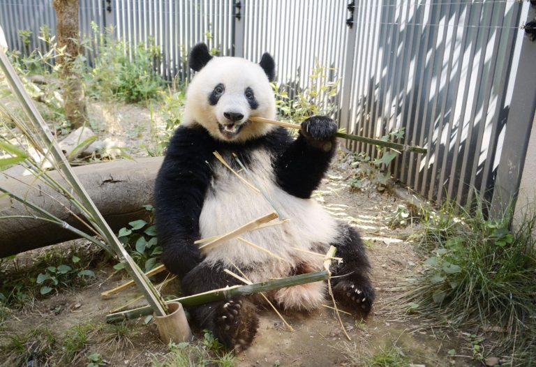 Tokyo Ueno Panda 2 Year Old Birthday 004