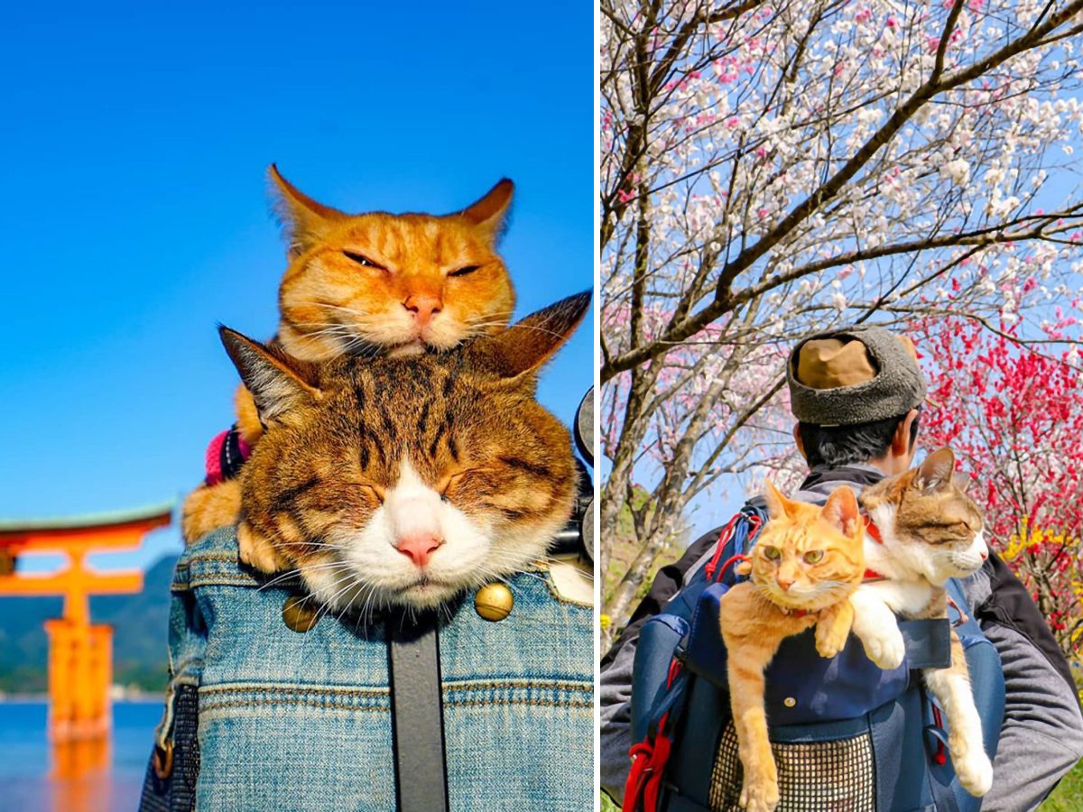 travelling with cat to japan