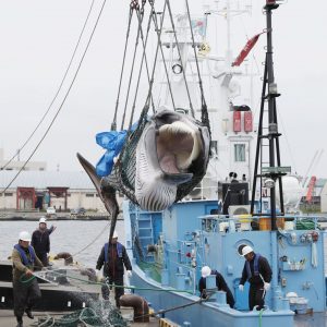 Japan Resumes Commercial Whaling 004