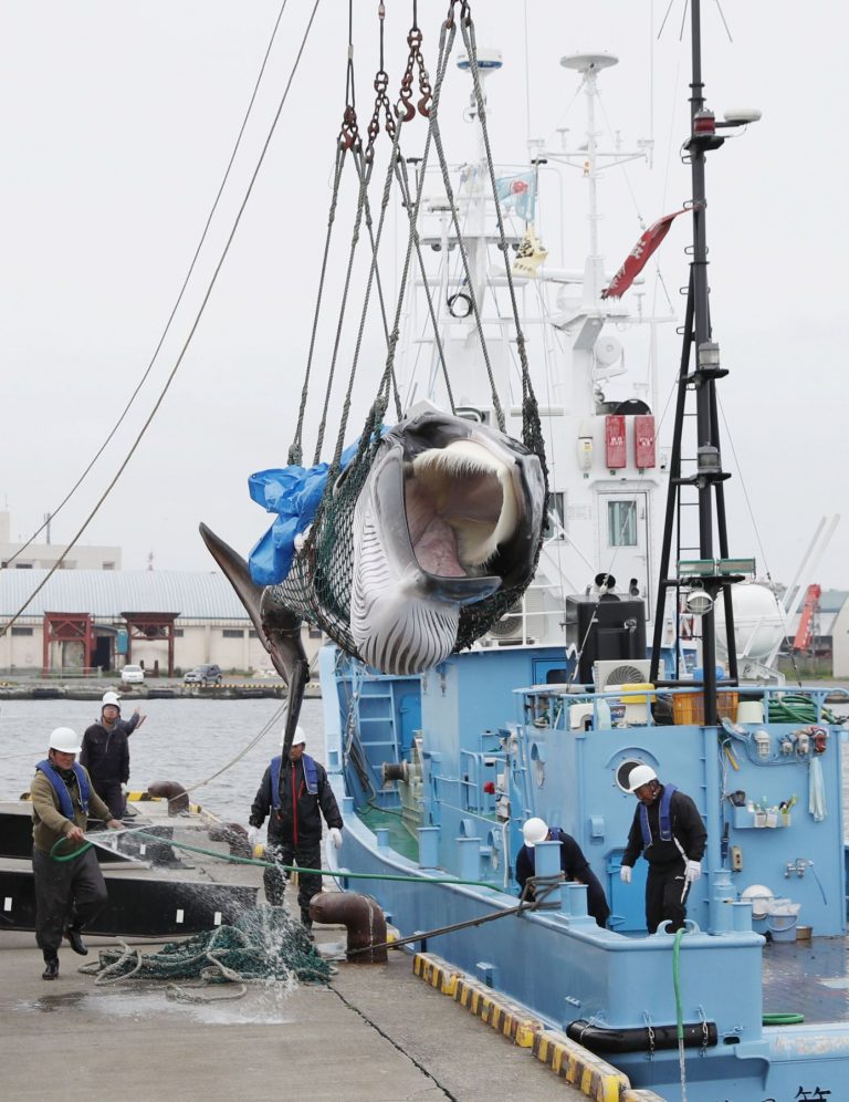 Japan Resumes Commercial Whaling 004