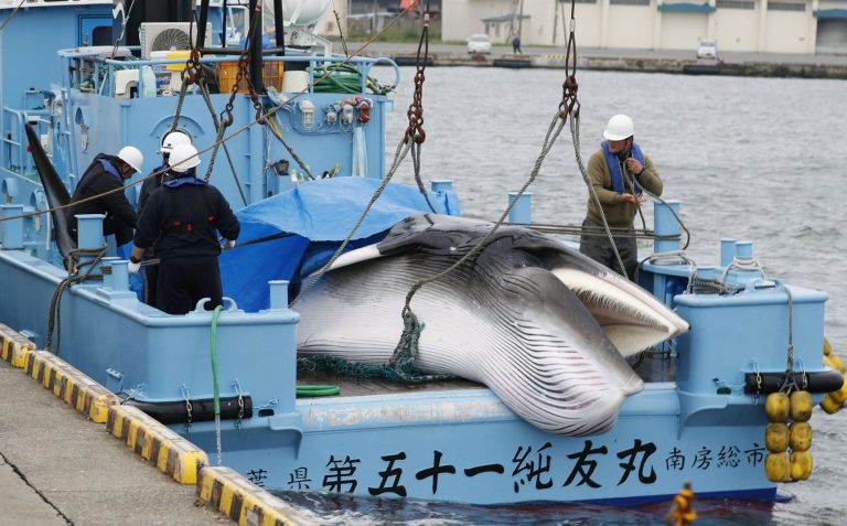 Japan Resumes Commercial Whaling 005