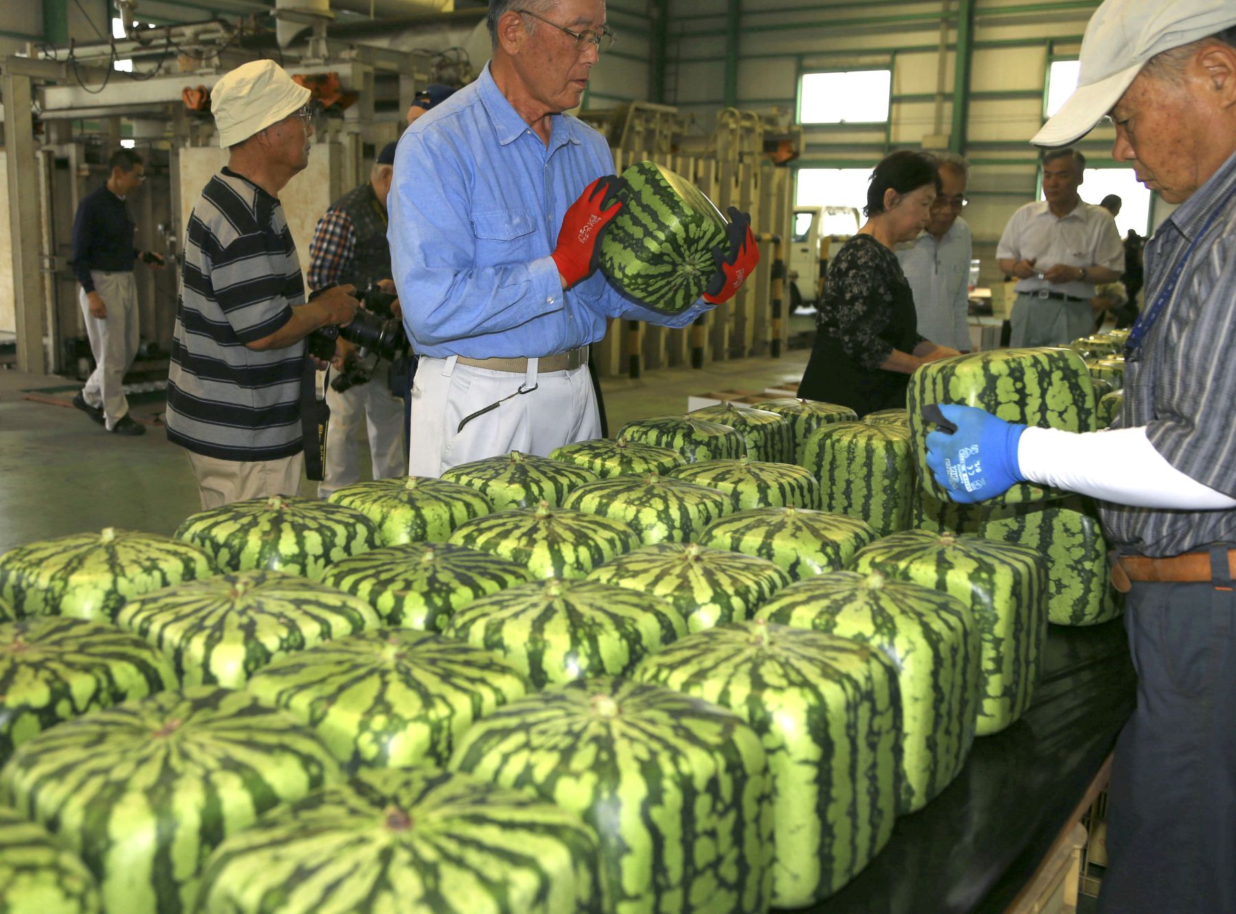 Hidden Wonders Of Japan Square Shaped Watermelon Production In Full Swing Japan Forward 