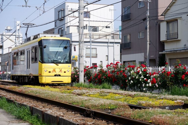 Japan Trams Through the Blossoms Discovering Tokyo on the Arakawa Line 027