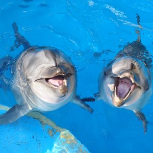 Enoshima Aquarium’s Proud Mission: Educating People, Preserving Dolphins