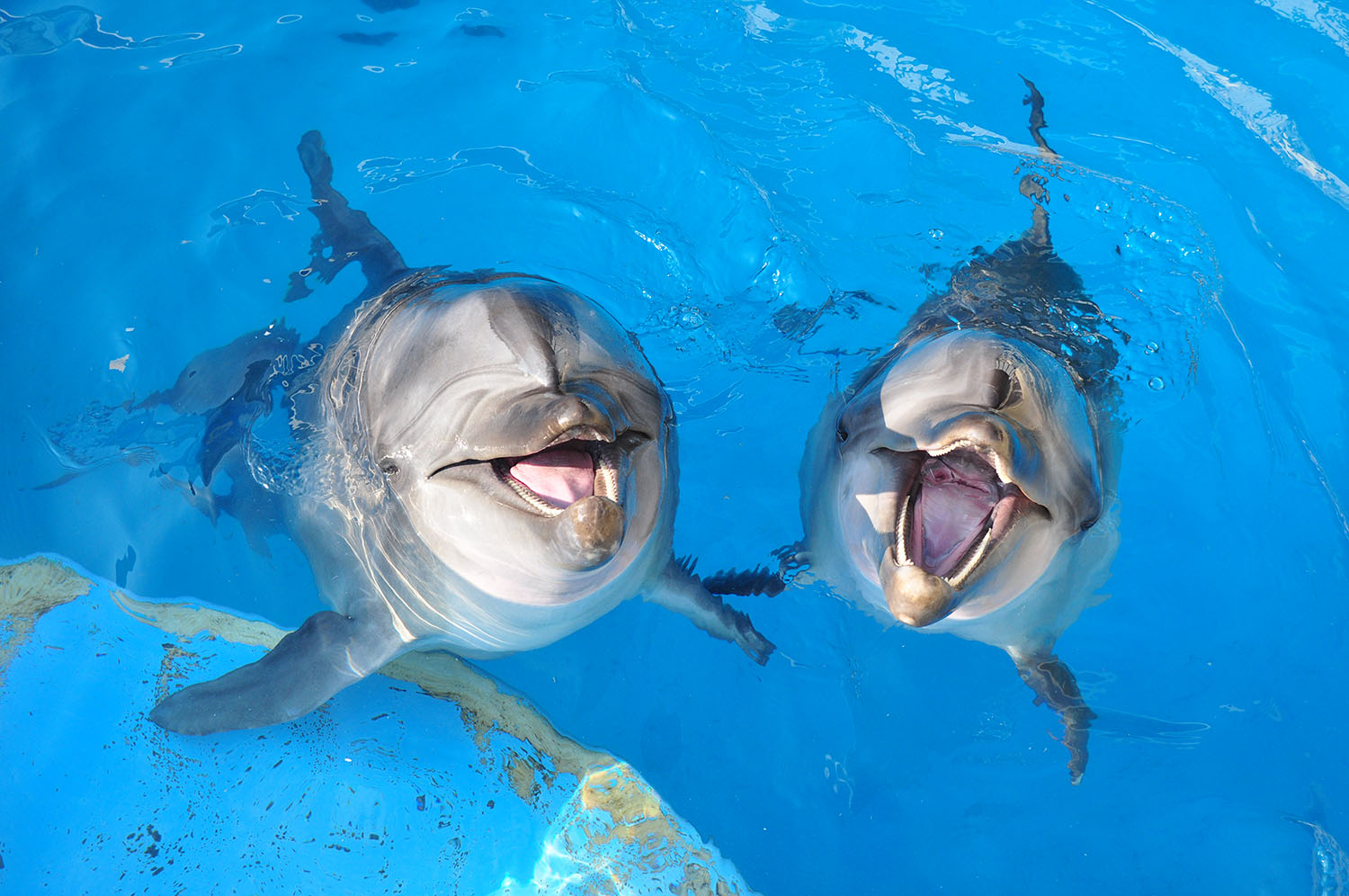 Enoshima Aquarium’s Proud Mission: Educating People, Preserving Dolphins